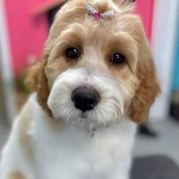 Goldendoodle All Grown Up from Lake Oakdale Doodles