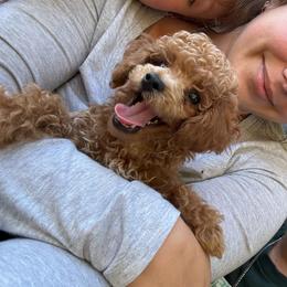 Cosmo - Red  male Poodle puppy in Picayune, Mississippi from JEN's Poodles