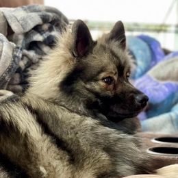 MyMy - Keeshond