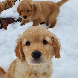 Golden Retriever Puppies from Sunridge Goldens