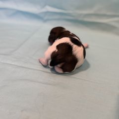Cavachon Puppies from Cute, Colorado Cavachons