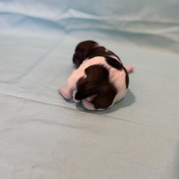 Cavachon Puppies from Cute, Colorado Cavachons