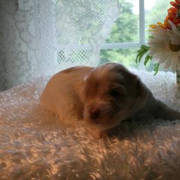 Australian Labradoodle Puppies from Windsor Creek Labradoodles