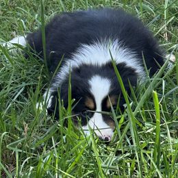 Boy 1 - male Miniature American Shepherd puppy in Nolensville, Tennessee from Sweetheart Miniature American Shepherds