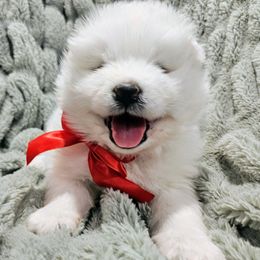 Orion - White male Samoyed puppy in Downey, Idaho from Seven Diamond Samoyeds