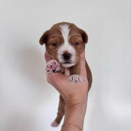 Maple - female Cavapoochon puppy in Morris, Pennsylvania from Heartland Puppies