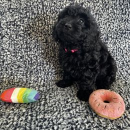 Bernedoodle, Goldendoodle, and Shih Tzu Puppies from TrueLine kennels