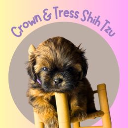 Princess Maple (Princess A) - Red female Shih Tzu puppy in Xenia, Ohio from Crown & Tress Shih Tzu