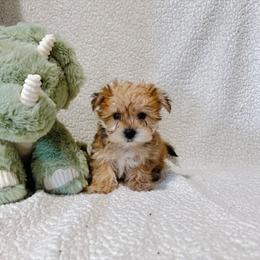 'Doc' - Tan male Morkie puppy in Durand, Wisconsin from Larson’s Legacy Aussome Aussie Kennels