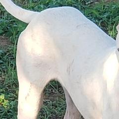 Dogo Argentinos from Cazadores Del Monte Bajo