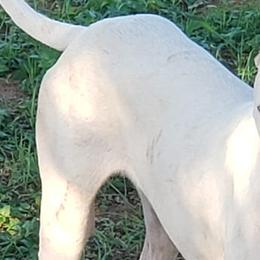 Dogo Argentinos from Cazadores Del Monte Bajo