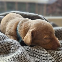 Light blue - male Dachshund puppy in Pasco, Washington from Loyal Lil Dachshunds