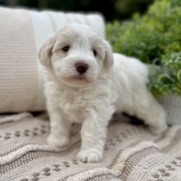 Giant Schnauzer and Miniature Schnauzer Puppies from Hillside Kennels