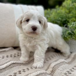 Giant Schnauzer and Miniature Schnauzer Puppies from Hillside Kennels