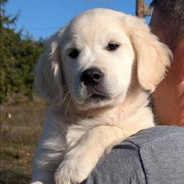 Blue - Light golden male Golden Retriever puppy in Roseburg, Oregon from Unbound Goldens