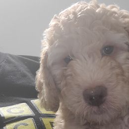 Girl 2 - Apricot Goldendoodle puppy in Florida from Adonai's Creation Doodles