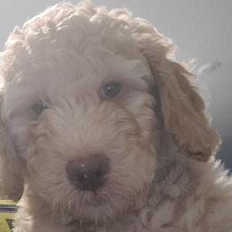 Girl 2 - Apricot Goldendoodle puppy in Florida from Adonai's Creation Doodles
