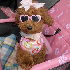 Goldendoodles, Poodles, and Yorkshire Terriers from Fancy Paws Inc