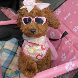 Goldendoodles, Poodles, and Yorkshire Terriers from Fancy Paws Inc