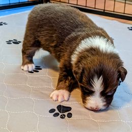 Australian Shepherd Puppies from Ocean Cliff Aussies