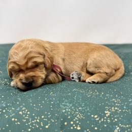 Marla - Apricot female Australian Labradoodle puppy in Sacramento, California from Little Farmstead Labradoodles