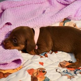 Lexie - Chocolate and tan female Dachshund puppy in Dunnellon, Florida from Southern Class with Sass Doxies