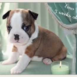 Boy 3-Emo - Seal and white male Boston Terrier puppy in North Central, Vermont from Windy Valley’s Bostons