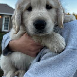 Golden Retriever Puppies from Panhandle PawsNClaws