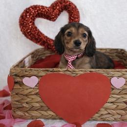 Peanut - Red male Dachshund puppy in Texarkana, Texas from Millys Pups