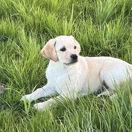 Goldendoodle and Labrador Retriever Puppies from BV Labs & Doodles