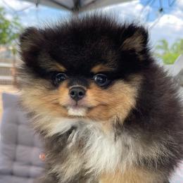 Merlot - Blue and tan male Pomeranian puppy in Avon Park, Florida from Mariska's Pomeranians