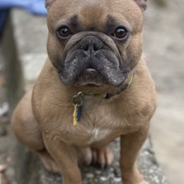 American Bullies and French Bulldogs from Noble One Bullies