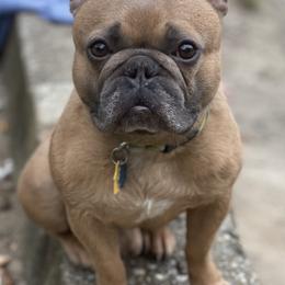 American Bullies and French Bulldogs from Noble One Bullies