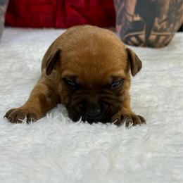 Male 3 - Red male Staffordshire Bull Terrier puppy in Lakeland, Florida from English Creek Staffords