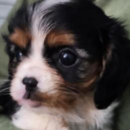 Elena - Blenheim female Cavalier King Charles Spaniel puppy in Sparta, Georgia from Southern Edge Kennel
