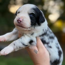 Spirit - Blue merle male Australian Shepherd puppy in Polk City, Florida from Skaky Shepherds