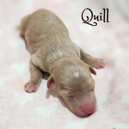 Quill - Apricot female Goldendoodle puppy in Cleveland, Tennessee from Edgewater Doodles & Designer Pups