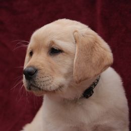 Labrador Retriever Puppies from Glory View Labradors