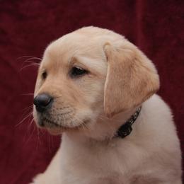Labrador Retriever Puppies from Glory View Labradors
