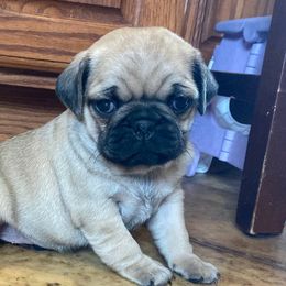 Pugs from Tina’s Pugs