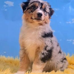 Australian Shepherd Puppies from Winsome Aussies