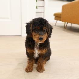 Stella - Black tri-color female Aussiedoodle puppy in Saratoga Springs, Utah from Sage & Paws Puppy co.