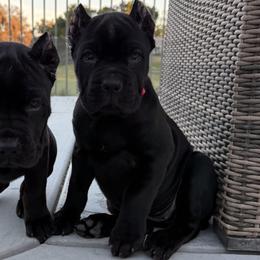 Red Collar Girl - Black female Cane Corso puppy in Murrieta, California from KJ Cane Corso
