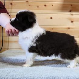AKC Grand Champion Sired (RM1) - Red male Border Collie puppy in Noble, Oklahoma from CheckItOut Border Collies