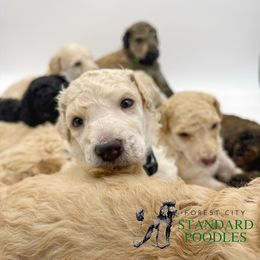 Poodle Puppies from Forest City Standard Poodles