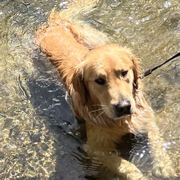 Teddy - Golden Retriever