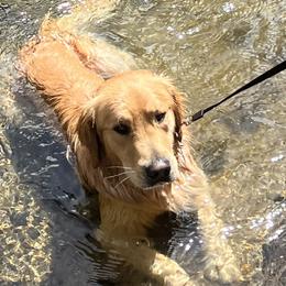 Teddy - Golden Retriever