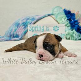Scarlet - Seal and white female Boston Terrier puppy in Mulberry, Arkansas from White Valley Boston Terriers