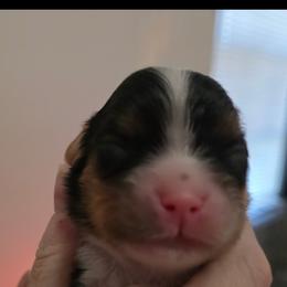 Tri boy - Tri-color male Cavalier King Charles Spaniel puppy in Melbourne, Florida from Majestic Cavaliers of Melbourne FL