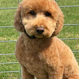 Mildred - Goldendoodle